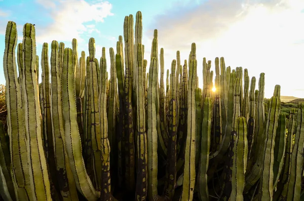 Klidný Západ Slunce Pouště Kaktus Kanárském Ostrově Tenerife — Stock fotografie