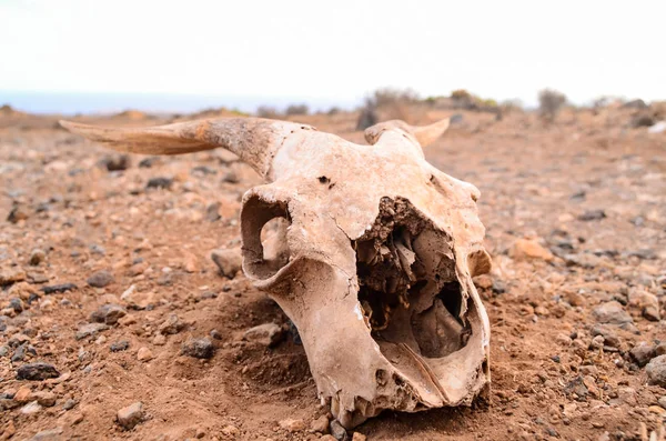 Sucha Czaszka Kozy Pustyni Skalnej Wyspy Kanaryjskie Hiszpania — Zdjęcie stockowe