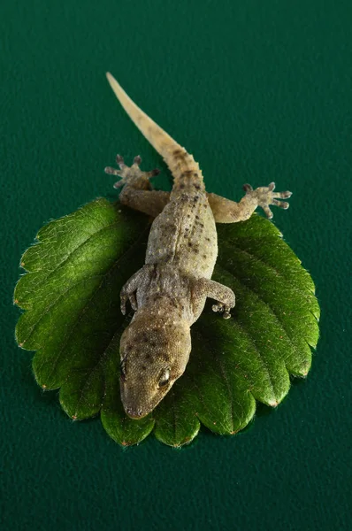 彩色背景上的一个小壁虎蜥蜴和绿叶 — 图库照片