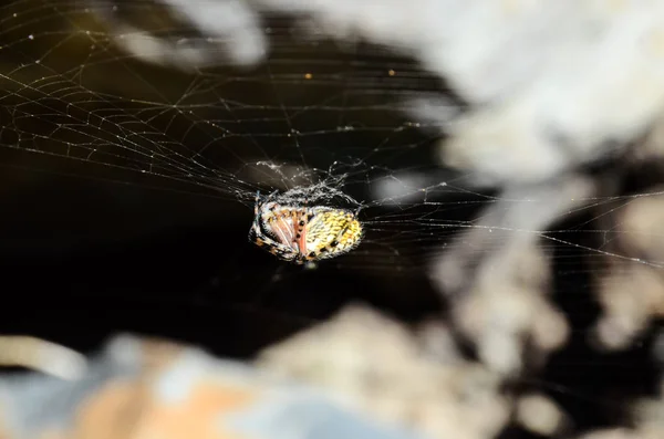 Grande Inseto Aranha Web Para Selvagem — Fotografia de Stock