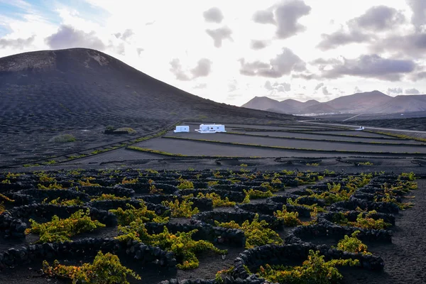 Αμπελώνες Στη Geria Lanzarote Κανάρια Νησιά Ισπανία — Φωτογραφία Αρχείου