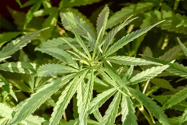 Foto Foto Del Detalle Planta Hoja Marihuana Cannabis Verde Joven — Foto de Stock