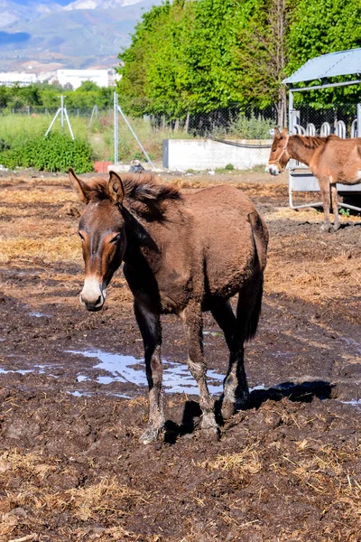 Photo Picture Beautiful Horse Farm — Stock Photo, Image