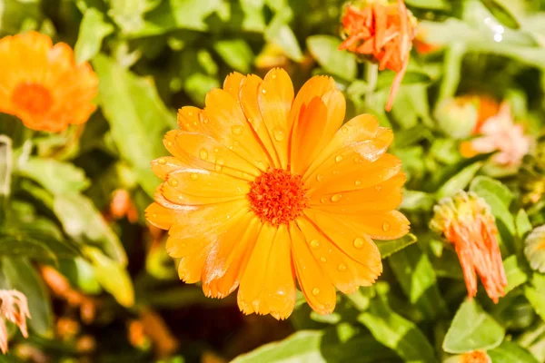 Foto Foto Bella Fioritura Sfondo Fiore — Foto Stock