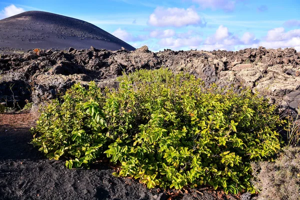 Spanyol Kilátás Szőlő Táj Lanzarote Geria Trópusi Vulkanikus Kanári Szigetek — Stock Fotó