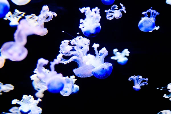 Photo Picture Some Jellyfish Dangerous Poisvent Medusa — 스톡 사진