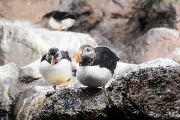 Imagen Pingüino Salvaje Jugando Pájaro —  Fotos de Stock
