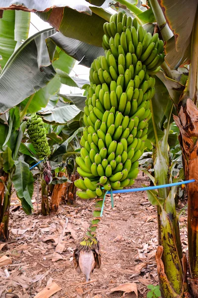 Foto Plátanos Verdes Colgando Del Árbol Plátano —  Fotos de Stock