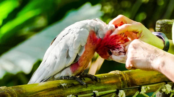 Foto Belo Papagaio Tropical Colorido — Fotografia de Stock