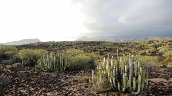 Pohled Pouštní Tabernas Provincii Almeria Španělsku — Stock fotografie