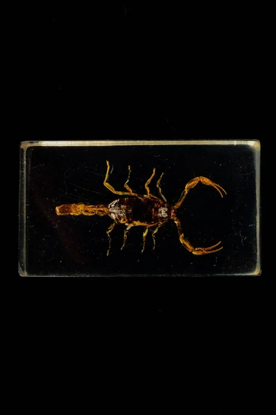Photo Scorpion Glass Black Background — Stock Photo, Image
