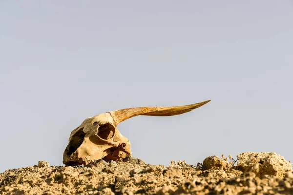 Foto Van Droge Geitenschedel — Stockfoto