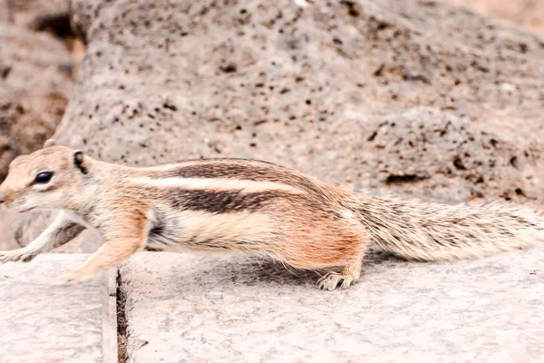 Barbary Ground Squirrel Atlantoxerus Getulus Spanish Island Fuerteventura — Stock Photo, Image