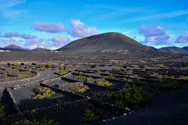 Vinice Geria Lanzarote Kanárské Ostrovy Španělsko — Stock fotografie