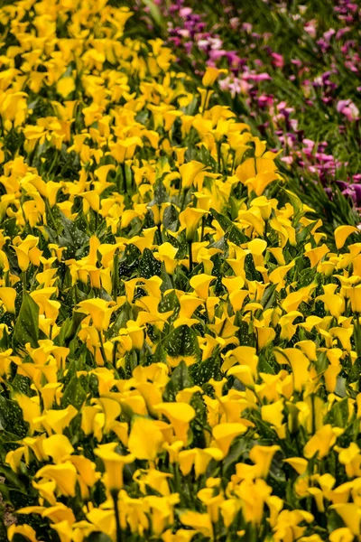 Photo Picture Calla Flower Colored Garden Field Cultivation — Stock Photo, Image