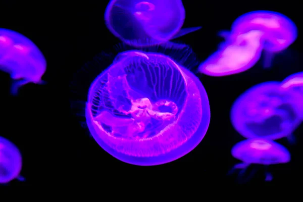 Photo Picture Some Jellyfish Dangerous Poisonous Medusa — Stock Photo, Image