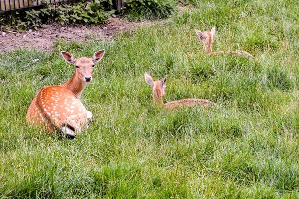 Photo Picture Cute Spotted Fallow Deer — Stock Photo, Image