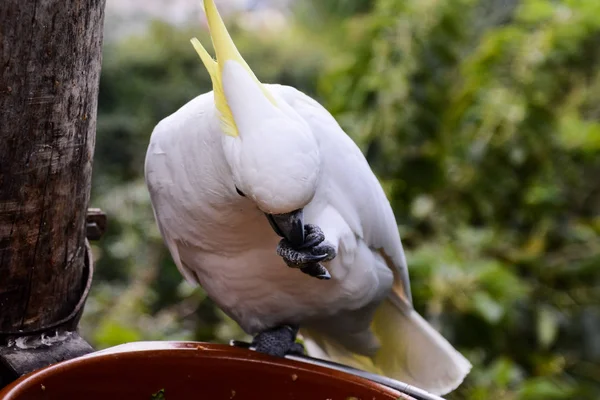 Foto Bild Eines Schönen Farbigen Tropischen Papageien — Stockfoto