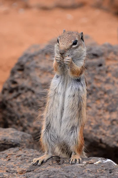 Barbary Ground Squirrel Atlantoxerus Getulus Spanish Island Fuerteventura — Stock Photo, Image