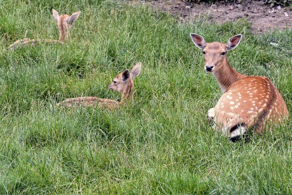 Photo Picture Cute Spotted Fallow Deer — Stock Photo, Image