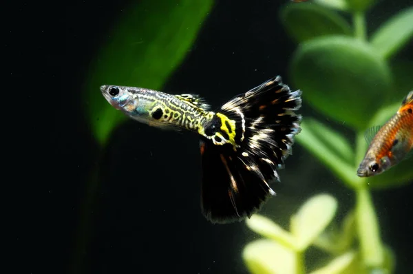 Guppy Bunte Fische Einem Tropischen Aquarium — Stockfoto