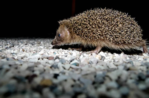 Jezevec Divoký Erinaceus Europaeus — Stock fotografie