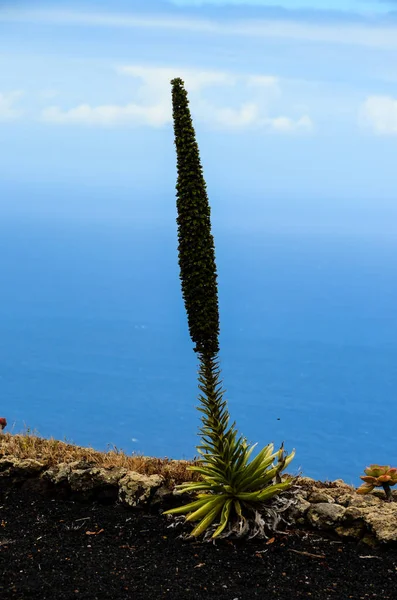 Green Succulent Flower Cactus Plant Tajinaste Echium — Stock Photo, Image