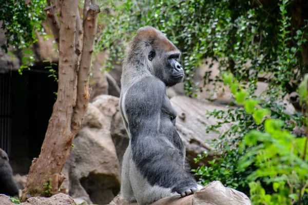 Picture of a Strong Adult Black Gorilla