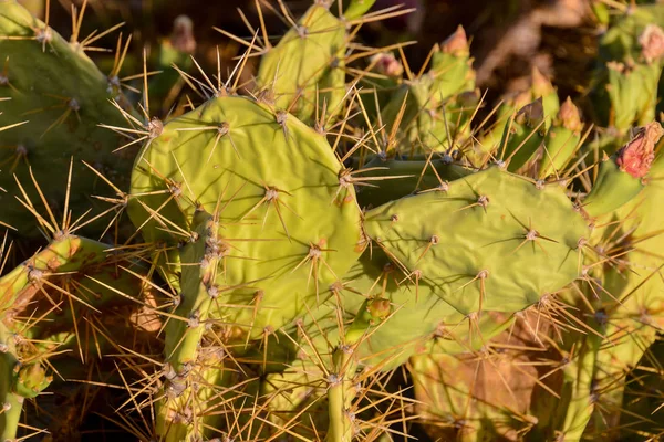 Feuille Cactus Poire Piquante Verte Dans Désert — Photo