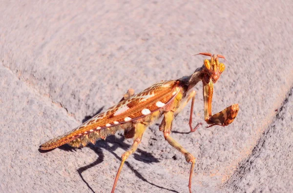 Insecto Inteligente Adulto Color Marrón Mantis Religiosa — Foto de Stock