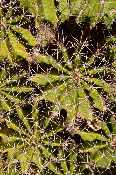 Photo Fond Texture Cactus Tropical — Photo