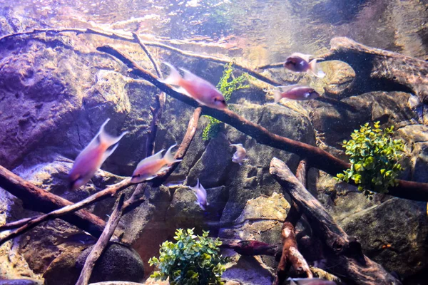 Фотографія Акваріум Повний Красивих Тропічних Риб — стокове фото