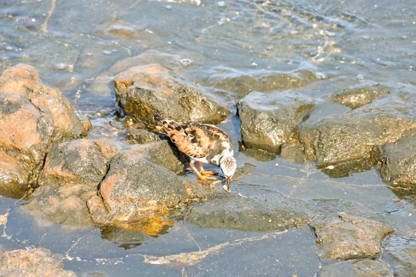 Jeden Dorosły Kentish Plover Ptak Wodny Pobliżu Rock Beach — Zdjęcie stockowe