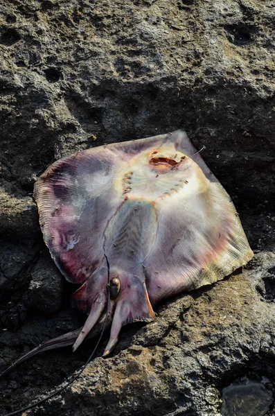 Martwa Stingray Fish Wybrzeżu Pobliżu Oceanu Atlantyckiego — Zdjęcie stockowe