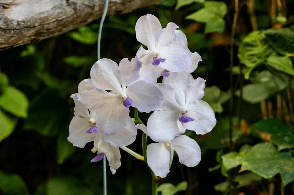 Orchideeënbloem Tropische Tuin Phalaenopsis Orchideeënbloemen Tenerife Canarische Eilanden Orchideeć Bloemenachtergrond — Stockfoto