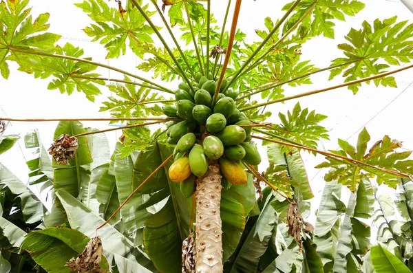 Foto Papaya Fresca Verde Orgánica Árbol —  Fotos de Stock