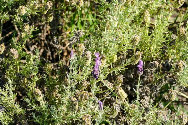 Foto Van Paarse Verse Lavendelbloemen Close — Stockfoto