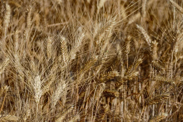 Harvest Wheat Texture Wheat Background Picture — Stock Photo, Image