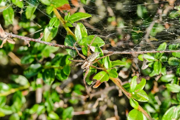 Platoridní Krabí Pavouci Čeledi Platoridae Listí Deštném Pralese — Stock fotografie