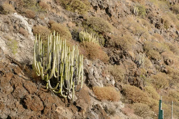 Foto Bild Von Einem Kaktus Auf Dem Vulkanberg — Stockfoto