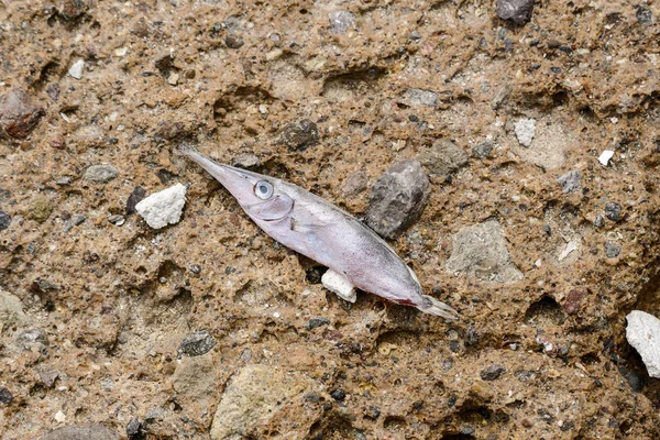 Primo Piano Pesce Secco Uno Sfondo Roccioso — Foto Stock