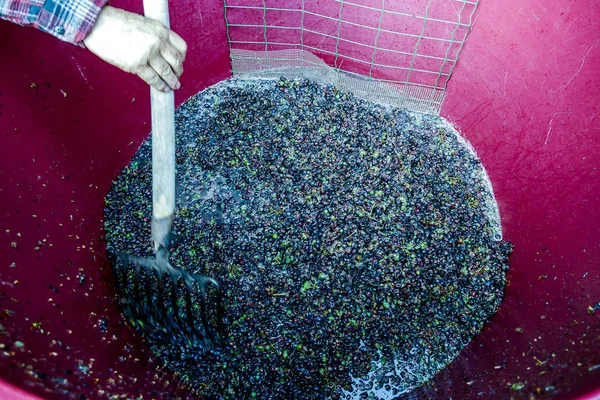 Урожай Винограда Северной Италии Красный Виноград Вина — стоковое фото