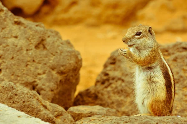 Barbary Ground Squirrel Atlantoxerus Getulus Hiszpańskiej Wyspie Fuerteventura — Zdjęcie stockowe