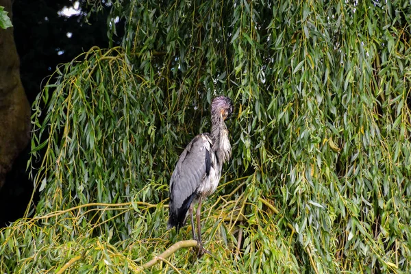 Uccello Airone Grigio Specie Ardea Cinerea Famiglia Ardeidi — Foto Stock