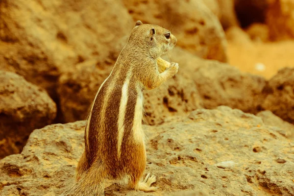 Barbary Ground Squirrel Atlantoxerus Getulus Hiszpańskiej Wyspie Fuerteventura — Zdjęcie stockowe