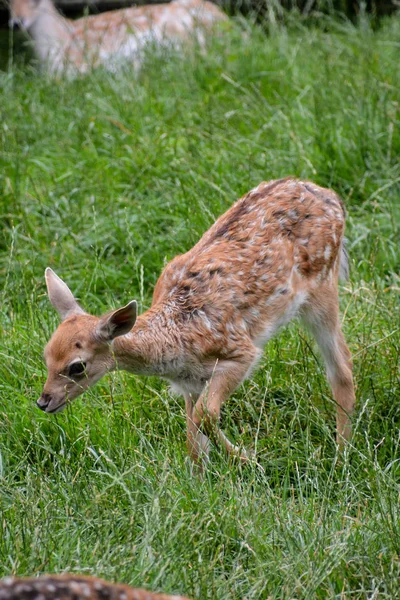 Photo Picture Cute Spotted Fallow Deer — Stock Photo, Image