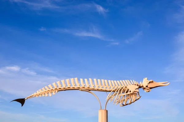 Kuru Balina Memeli Skeletinin Fotoğrafı — Stok fotoğraf