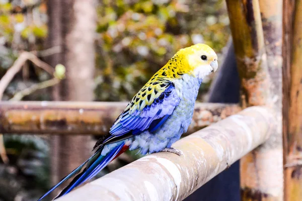 Foto Gambar Indah Parrot Tropis Berwarna — Stok Foto