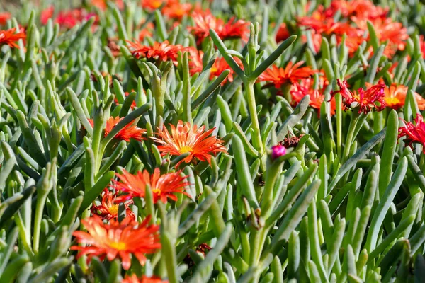 Foto Foto Bella Fioritura Sfondo Fiore — Foto Stock