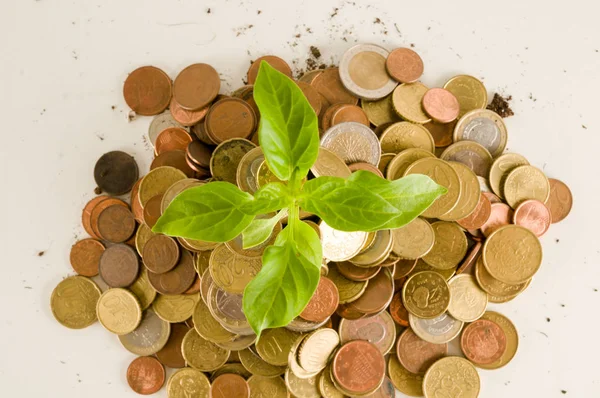 Planta Creciendo Ahorros Monedas Inversión Concepto Interés — Foto de Stock
